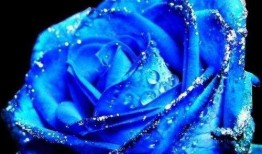 瓜哥吃瓜蓝色妖姬视频