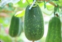 51吃瓜吃最热的瓜