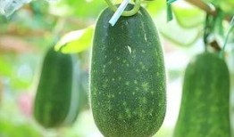 51吃瓜吃最热的瓜