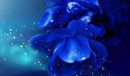 瓜哥吃瓜蓝色妖姬视频