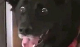 吃瓜狗头表情大图,吃瓜狗头表情大图走红网络