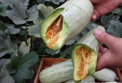 小白瓜孕妇可以吃吗,小白瓜的营养价值与适宜食用建议