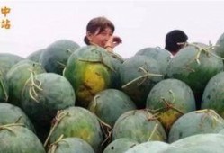 吃瓜业主挑瓜现场图片,吃瓜业主挑瓜大赛，瓜界风云再起