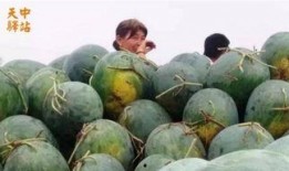 吃瓜业主挑瓜现场图片,吃瓜业主挑瓜大赛，瓜界风云再起