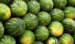 吃瓜发财,揭秘吃瓜致富的秘密法则