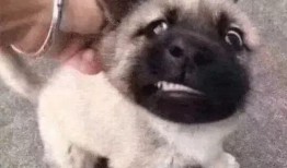 吃瓜狗头表情大图,吃瓜狗头表情大图走红网络