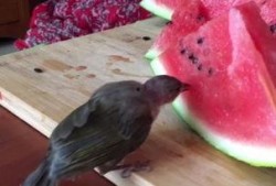 小鸟吃瓜吗,揭秘鸟类饮食习惯