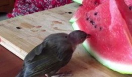 小鸟吃瓜吗,揭秘鸟类饮食习惯