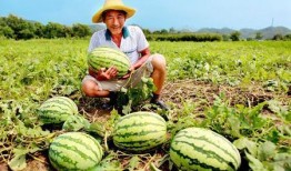 郎的诱惑路边吃瓜,街头瓜摊下的激情邂逅