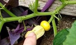 吃瓜要吃带蒂花,揭秘带蒂花背后的秘密