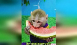 吃瓜猴子是啥,网络流行语的背后故事