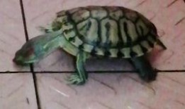 吃瓜达人达达象