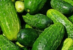 瓜菜能隔天吃,营养与健康的双重保障