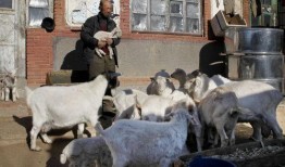 瓜哥吃羊蛋蛋,瓜哥的羊蛋蛋美食之旅