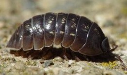 吃瓜的西瓜虫,揭秘夏日虫虫乐园