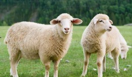 羊咩咩吃瓜,羊咩咩的瓜田奇遇记