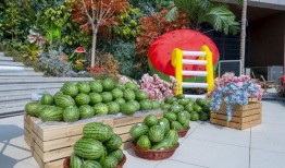 夏天吃瓜新姿势,解锁吃瓜新姿势，尽享清凉一夏