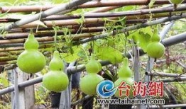 葫芦瓜花心可以吃吗,揭秘可食用之谜