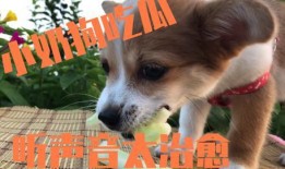 吃瓜的狗豆瓣,吃瓜狗视角下的豆瓣风云录