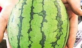 吃瓜了一天,吃瓜群众的一天