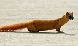 黄鼠狼吃瓜,一场森林里的意外趣事