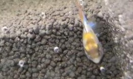 胡子瓜怎么吃呢,胡子瓜的多样食用方法揭秘