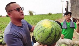 陈新凯吃瓜,揭秘娱乐圈幕后真相