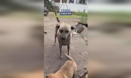 土狗吃哈密瓜,一场意外的美味邂逅