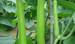 吃瓜爆鹅,揭秘娱乐圈的甜蜜与苦涩