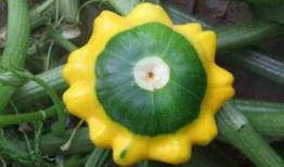 澳洲飞碟瓜怎么吃,澳洲飞碟瓜的多样食法探索