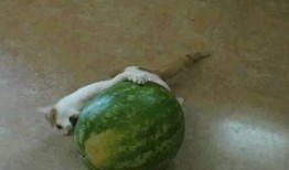 适合动物吃的瓜,盘点适合动物食用的美味瓜类