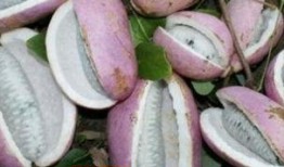 八月瓜只能新鲜吃吗图片,不止新鲜美味，探索其多样食用方式”