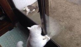 趴窗边吃瓜,揭秘趴窗边吃瓜的独特魅力