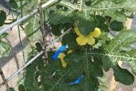 林州最近吃瓜趣事,最新吃瓜趣事大盘点