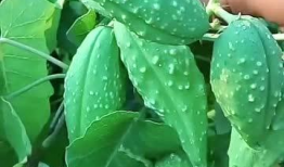 大瓢瓜怎么吃,探索美味新境界