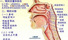 吃瓜粘喉咙咽不下,揭秘夏日饮食小贴士