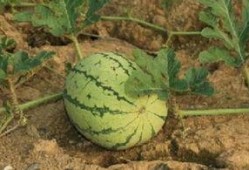 高速路边吃瓜,揭秘路途中的意外“美食”趣闻