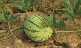 高速路边吃瓜,揭秘路途中的意外“美食”趣闻