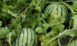 高速路边吃瓜,揭秘路途中的意外“美食”趣闻