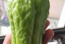 龙瓜莱怎么吃,解锁美味新体验