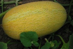 入秋吃哈密瓜,哈密瓜的入秋盛宴