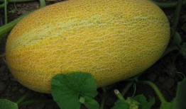 入秋吃哈密瓜,哈密瓜的入秋盛宴