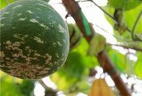 河北圆圆在线吃瓜,在线吃瓜，揭秘娱乐圈幕后故事