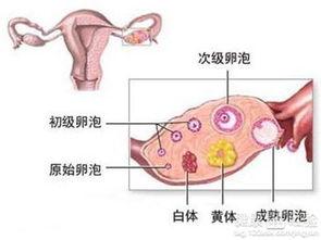 吃瓜黄体破裂,黄体破裂的惊险瞬间